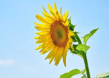 Ayçiçeği tohumu ve ham ayçiçek yağında gümrük vergisi oranları indirildi