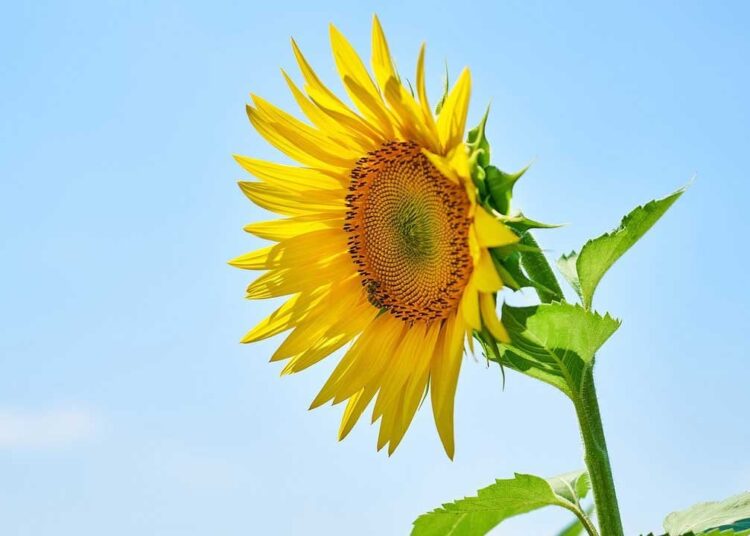 Ayçiçeği tohumu ve ham ayçiçek yağında gümrük vergisi oranları indirildi