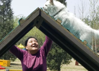 Kendisine bakmayan çocuklarına kızdı; 2,8 milyon dolarlık servetini köpeğine miras bıraktı