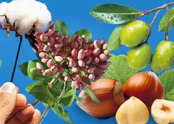 Tarımda rakamlar alt üst! Zeytin, Antep fıstığı ve fındıkta alarm veriyor