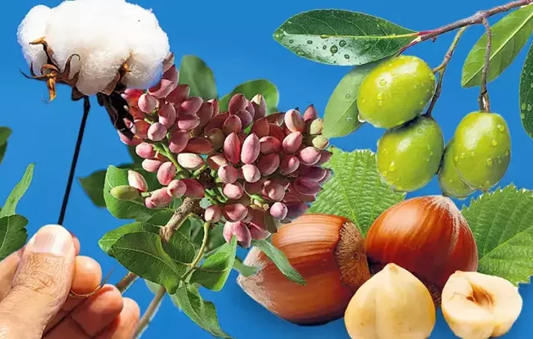 Tarımda rakamlar alt üst! Zeytin, Antep fıstığı ve fındıkta alarm veriyor 1 Tarımda rakamlar alt üst! Zeytin, Antep fıstığı ve fındıkta alarm veriyor