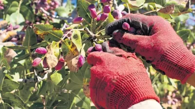 Tarımda rakamlar alt üst! Zeytin, Antep fıstığı ve fındıkta alarm veriyor 2 Tarımda rakamlar alt üst! Zeytin, Antep fıstığı ve fındıkta alarm veriyor