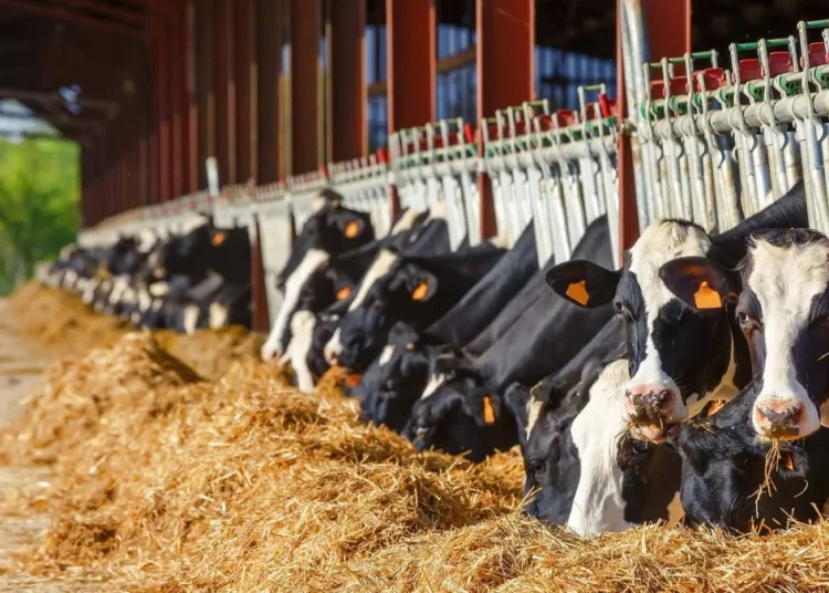Destek yerine hayvan ithal edilecek! Çiftçinin değil yine başkalarının cebi dolacak 1 Destek yerine hayvan ithal edilecek! Çiftçinin değil yine başkalarının cebi dolacak