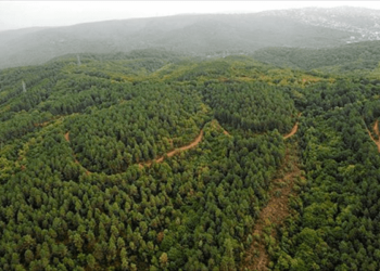 Aağaç katliamı devam ediyor: 13 ilde orman alanları küçültüldü