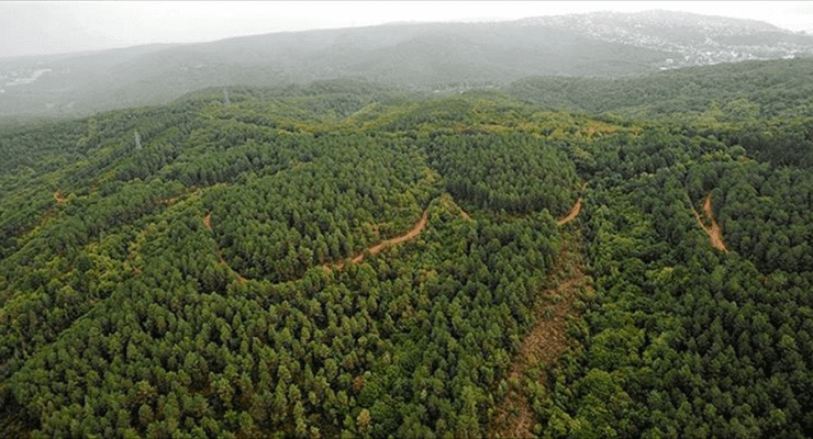 Aağaç katliamı devam ediyor: 13 ilde orman alanları küçültüldü 1 Aağaç katliamı devam ediyor: 13 ilde orman alanları küçültüldü