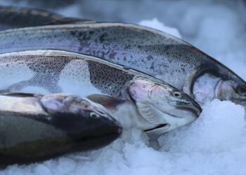 396 مليون دولار قيمة صادرات السلمون التركي في 2023