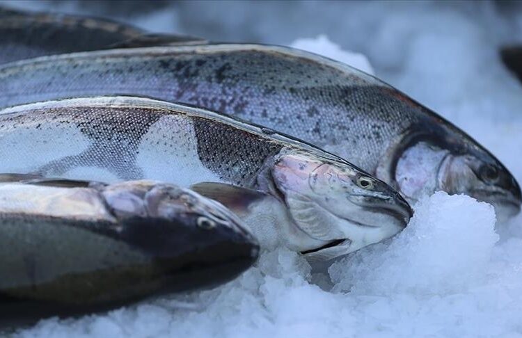 396 مليون دولار قيمة صادرات السلمون التركي في 2023