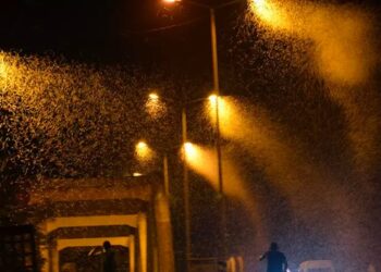 علماء يكتشفون السبب الحقيقي لانجذاب الحشرات للأضواء الساطعة