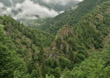 Türkiye 2024’ün daha ilk 24 gününde 6 bin metrekareden fazla ormanını kaybetti