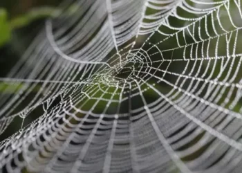 نسيج العنكبوت عبارة عن “ميكروفون” طبيعي حساس للغاية.. كشف لعلماء الفيزياء