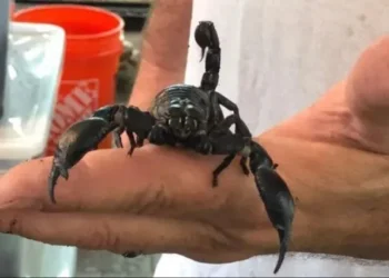 محاولا تهريب 1500 عقرب وعنكبوت.. اعتقال أمريكي بمطار إسطنبول