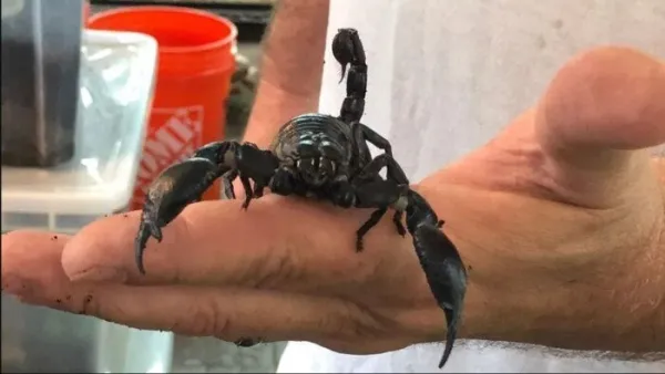 محاولا تهريب 1500 عقرب وعنكبوت.. اعتقال أمريكي بمطار إسطنبول 1 محاولا تهريب 1500 عقرب وعنكبوت.. اعتقال أمريكي بمطار إسطنبول