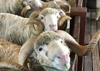 الهلال الأحمر التركي: سعر الأضحية يقارب 12 ألف ليرة تركية