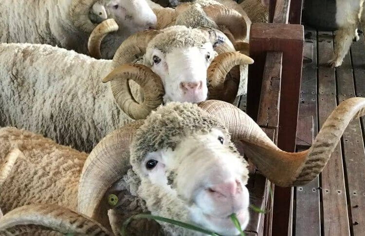 الهلال الأحمر التركي: سعر الأضحية يقارب 12 ألف ليرة تركية