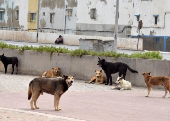 لمواجهة 4 إلى 10 ملايين منها.. تركيا تعد مشروع قانون لمكافحة ظاهرة الكلاب الضالة 5 لمواجهة 4 إلى 10 ملايين منها.. تركيا تعد مشروع قانون لمكافحة ظاهرة الكلاب الضالة