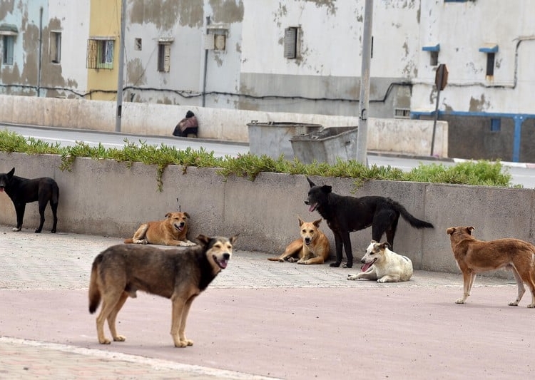 لمواجهة 4 إلى 10 ملايين منها.. تركيا تعد مشروع قانون لمكافحة ظاهرة الكلاب الضالة