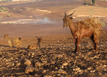 حرائق الغابات.. قتلى وجرحى في جنوب شرق تركيا