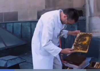 ‫الحساسية لسم الحشرات قد تهدد الحياة