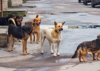 بسبب الكلاب.. تركيا تفرض حجراً صحياً على مناطق بالجنوب