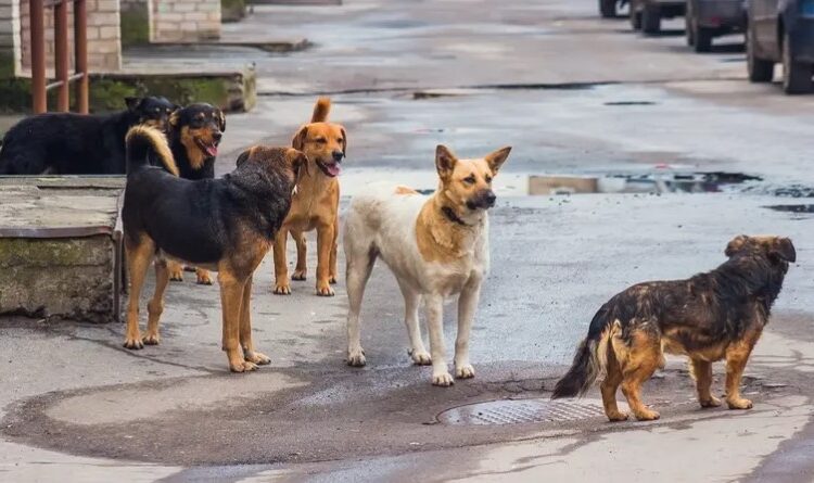 بسبب الكلاب.. تركيا تفرض حجراً صحياً على مناطق بالجنوب