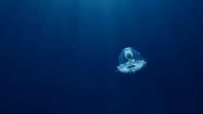 Bilim insanlarını büyüleyen üç 'ölümsüz' canlı