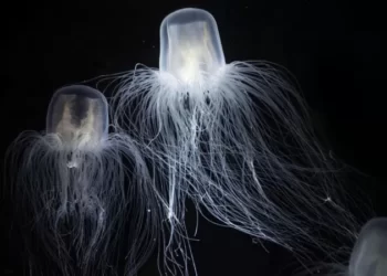 Bilim insanlarını büyüleyen üç ‘ölümsüz’ canlı