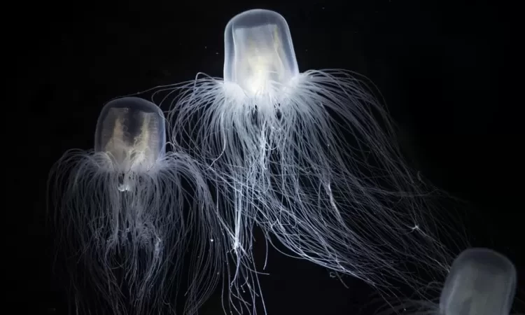 Bilim insanlarını büyüleyen üç ‘ölümsüz’ canlı