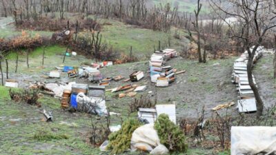 Kış uykusundan uyanan ayı, 34 keçiyi öldürdü, arı kovanlarını parçaladı