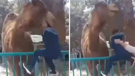 Hayvanat bahçesinde deveye fazla yaklaşan çocuk ölümden döndü 1 Hayvanat bahçesinde deveye fazla yaklaşan çocuk ölümden döndü