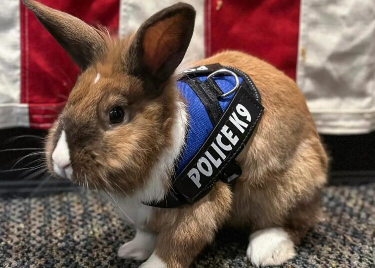 Kaliforniya polisinin yeni üyesi bir tavşan: “Mutluluk memuru”