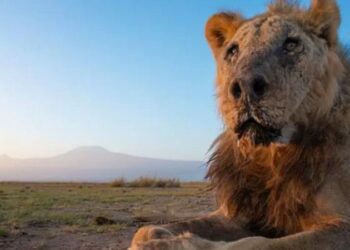 Kenya’da, dünyanın en yaşlı aslanlarından birisi insanlar tarafından vurularak öldürüldü