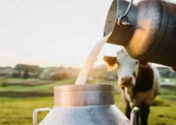 TÜİK açıkladı: Toplanan süt miktarı arttı, beyaz et üretimi düştü