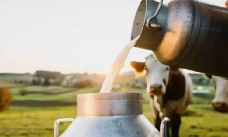 TÜİK açıkladı: Toplanan süt miktarı arttı, beyaz et üretimi düştü 1 TÜİK açıkladı: Toplanan süt miktarı arttı, beyaz et üretimi düştü