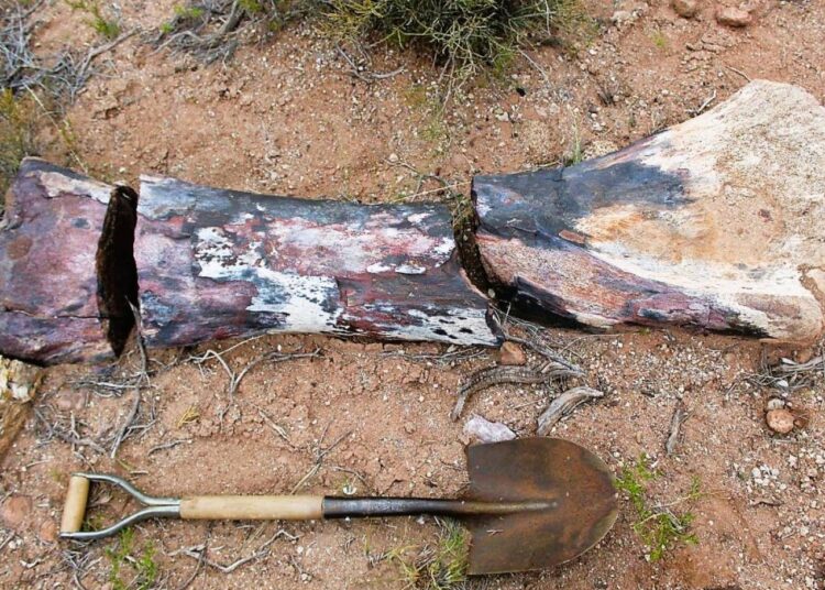 En büyük dinozor türlerinden biri keşfedildi, boyu mavi balina kadar 1 En büyük dinozor türlerinden biri keşfedildi, boyu mavi balina kadar