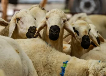 2023 yılı vekâletle kurban kesim bedelleri açıklandı