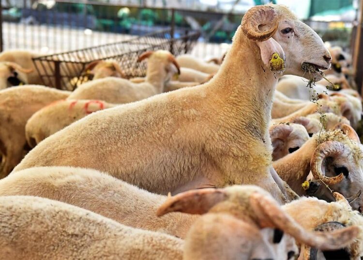 Kurbanlık fiyatlarında yüzde 150 artış 1 Kurbanlık fiyatlarında yüzde 150 artış