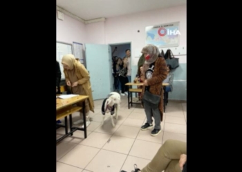 Kuzusuyla oy kullanmaya gitti