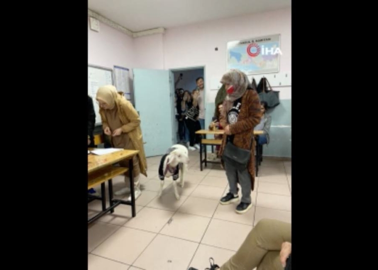 Kuzusuyla oy kullanmaya gitti