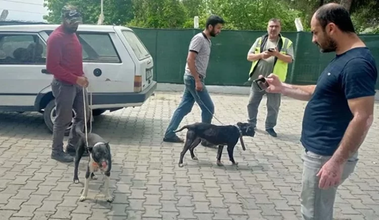 Manisa’da pitbull cinsi köpekle oklu kirpi avlayan 6 kişiye 138 bin TL ceza 1 Manisa’da pitbull cinsi köpekle oklu kirpi avlayan 6 kişiye 138 bin TL ceza
