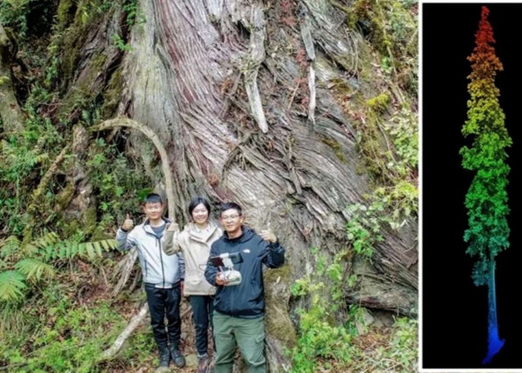 Dünyanın en derin kanyonunda Özgürlük Anıtı’ndan daha uzun bir ağaç keşfedildi