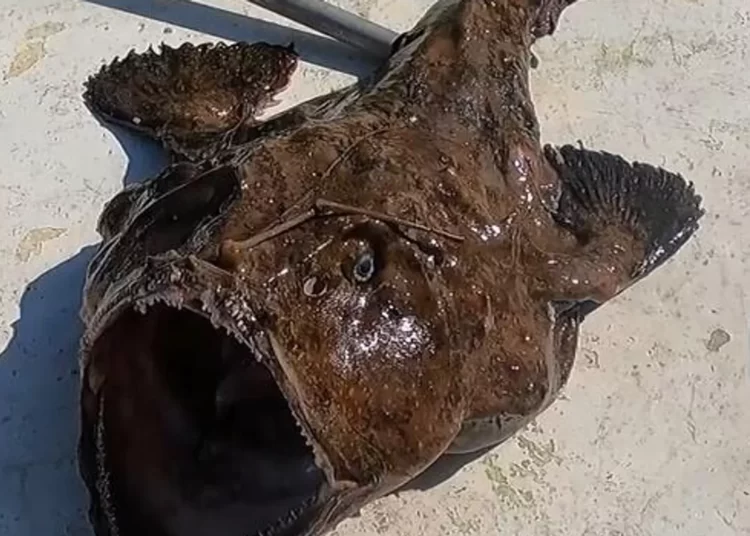 Gökçeadalı balıkçı 1.5 metre boyunda, 50 kilogram ağırlığında fener balığı avladı