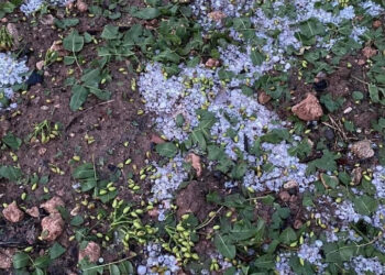 Antep fıstığını sel, dolu ve don vurdu: Rekoltede yüzde 30 düşüş bekleniyor