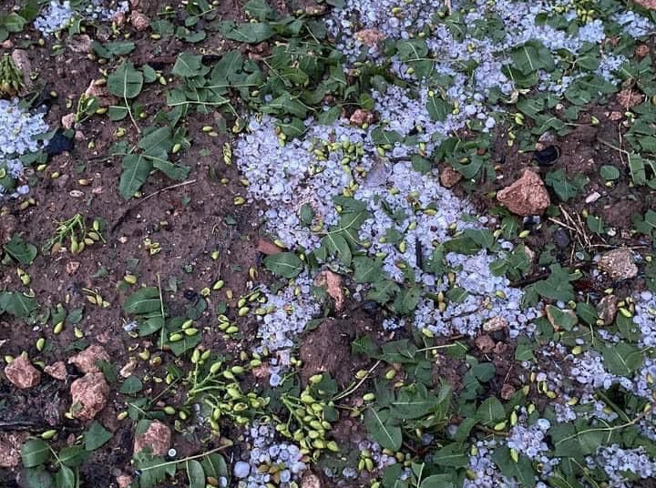 Antep fıstığını sel, dolu ve don vurdu: Rekoltede yüzde 30 düşüş bekleniyor 1 Antep fıstığını sel, dolu ve don vurdu: Rekoltede yüzde 30 düşüş bekleniyor