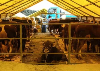 Kurbana ‘yüksek fiyat’ gölgesi düştü: Vatandaş alamıyor