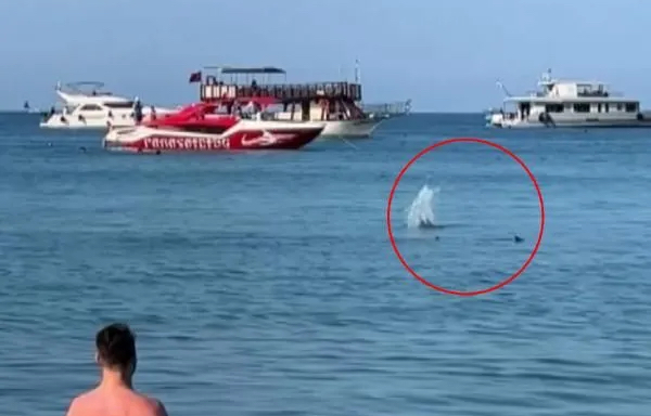 Antalya'da 'köpek balığı'nı taşla kovalamaya çalıştılar 1 Antalya’da ‘köpek balığı’nı taşla kovalamaya çalıştılar