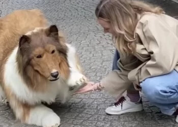 22 bin dolarlık köpek kostümü giydi, tasmayla sokaklarda gezdi