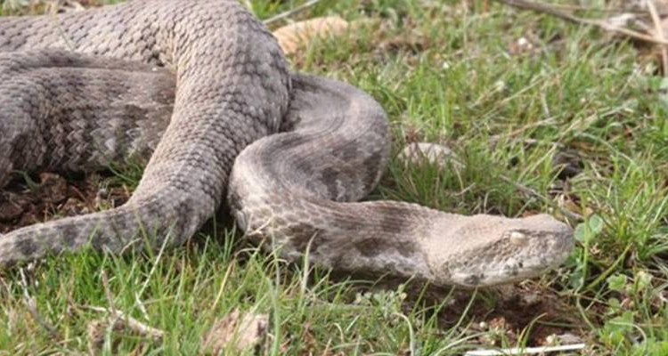 Engerek yılanlarını kapatıp videoya çeken çobana para cezası