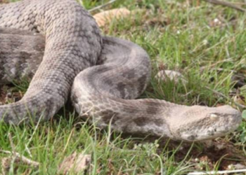 Engerek yılanlarını kapatıp videoya çeken çobana para cezası
