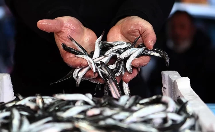 Karadeniz alarm veriyor: Hamsi yok olma tehlikesi altında