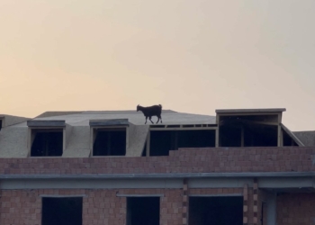 Arnavutköy’de 5 katlı binanın çatısına çıkan keçiyi itfaiye kurtardı